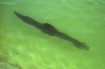 il coule pas , il plonge