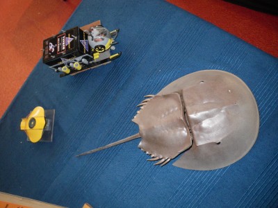 La Limule et le Deep Quest de Lolo avec Feue la Flying Sub de Pierre