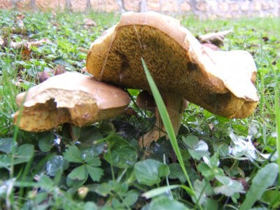 les escargos ont commencés à les manger